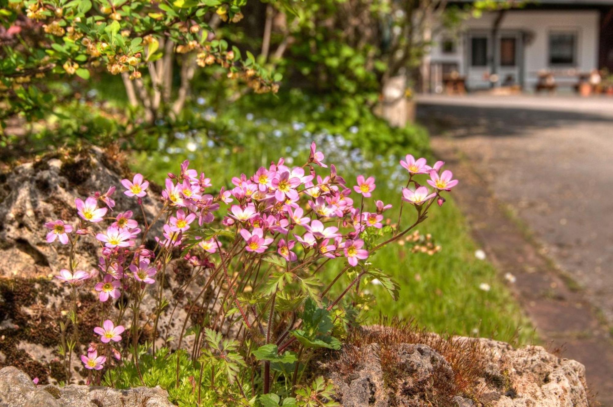 Ferienwohnungen Lindenhof Willingen  Zewnętrze zdjęcie
